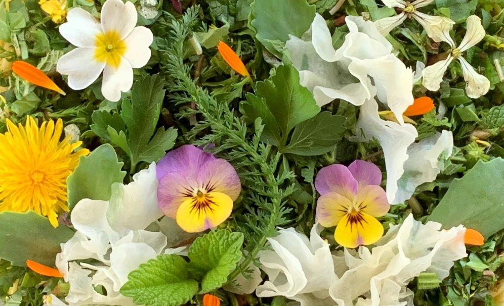 Nouilles fraîches et herbes sauvages — Yuanyuan